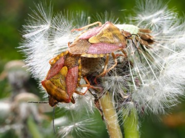 carpocoris purpureipennis, 